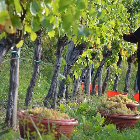 Bivanje na kmetiji Sibav Wine&tourism *