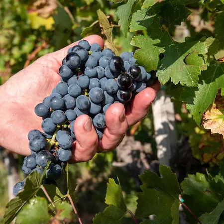 ファームステイ Sibav Wine&tourism