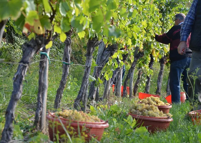 مزرعة للإقامة Sibav Wine&Tourism B&B *